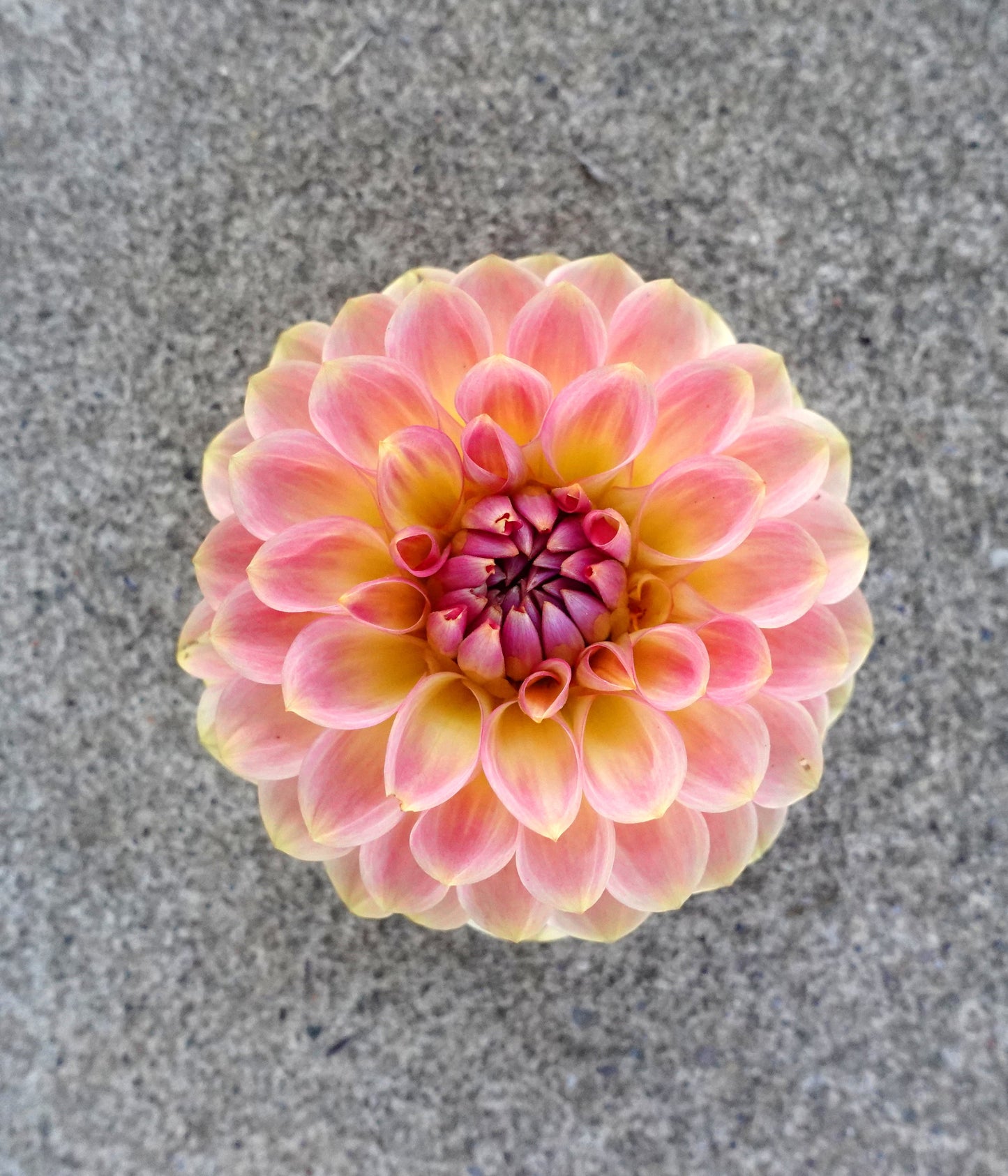 20th Ave Softer Peach