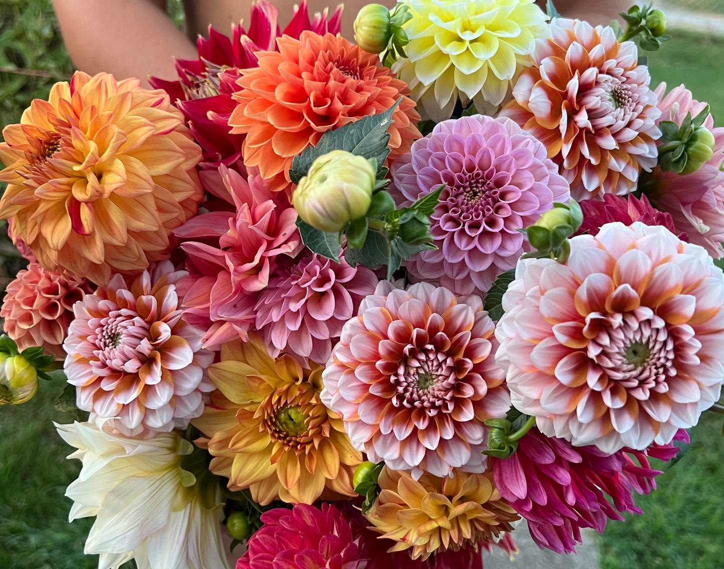 2025 Mystery Dahlia Tubers