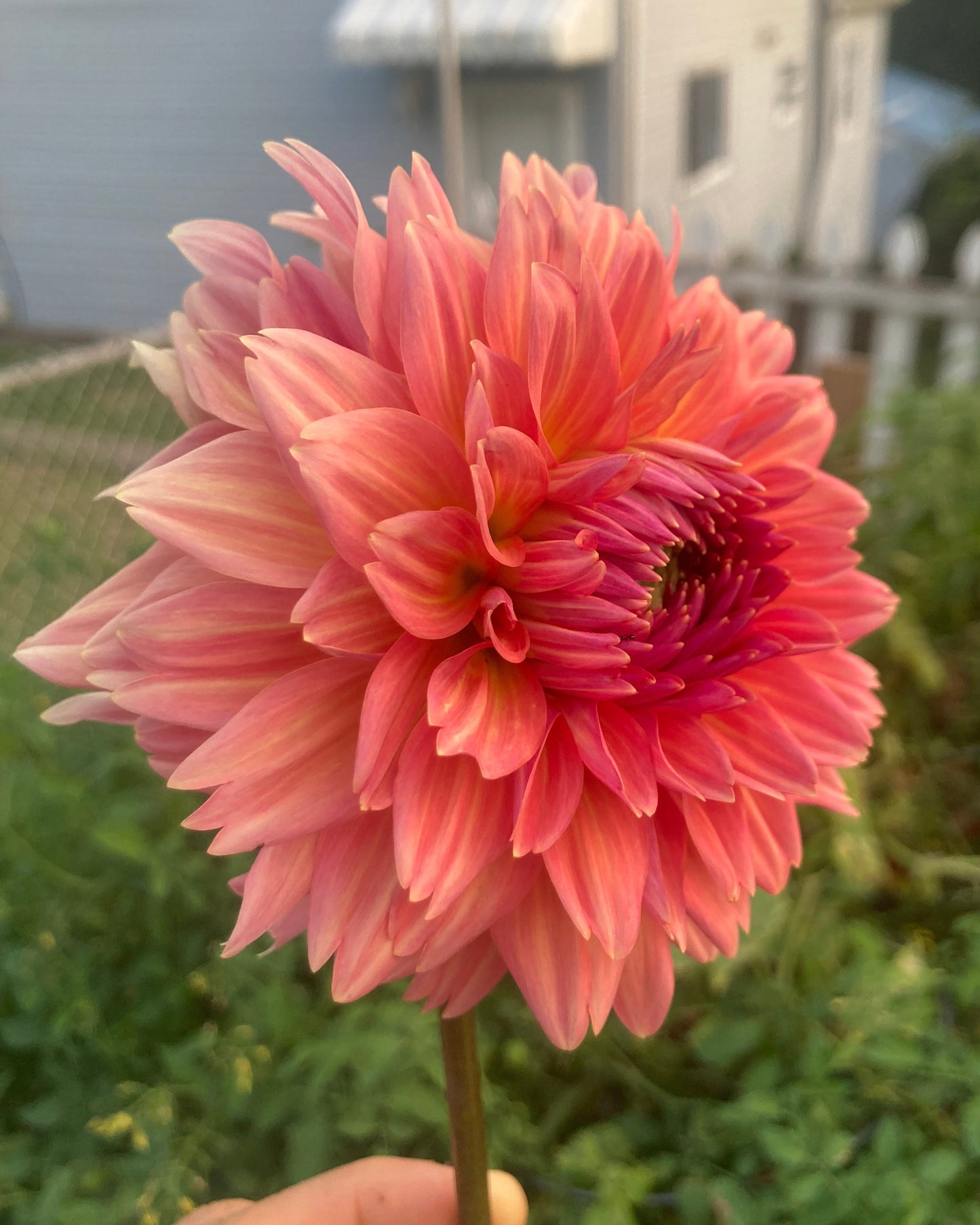 Pink Dahlia - No ID