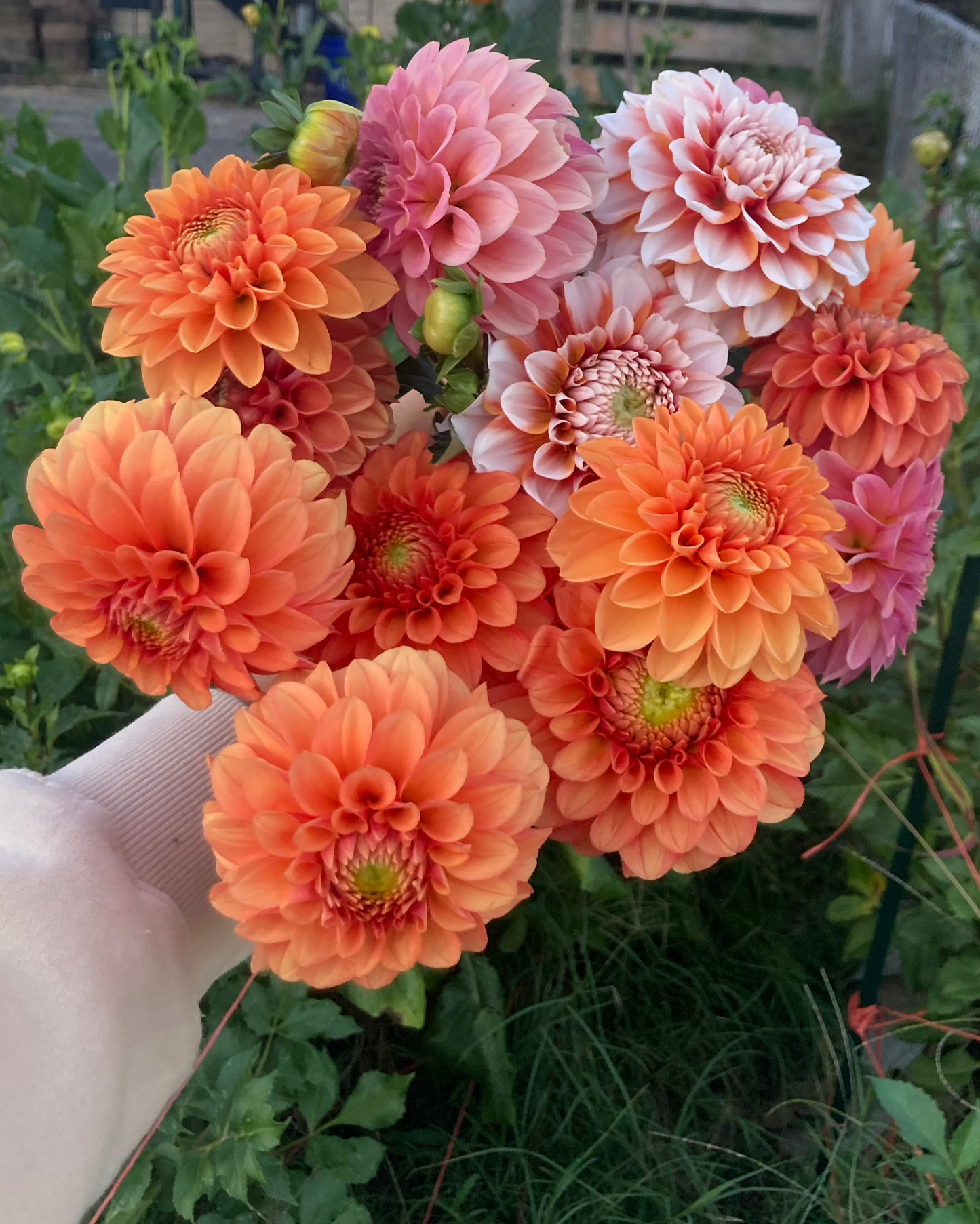 Tangerine Dream